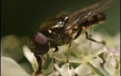 Cheilosia scutellata