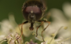 Cheilosia scutellata
