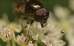 Cheilosia scutellata