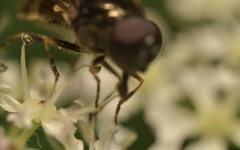 Cheilosia scutellata