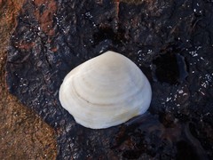 Pseudarcopagia botanica