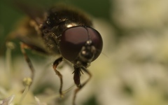 Cheilosia scutellata