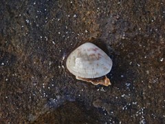 Chioneryx cardioides