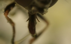 Cheilosia scutellata