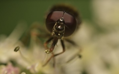 Cheilosia scutellata