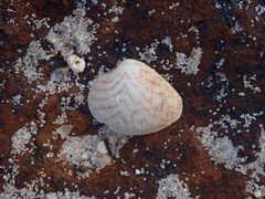 Chioneryx cardioides