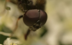 Cheilosia scutellata