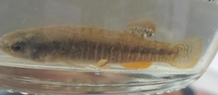 Fundulus confluentus
