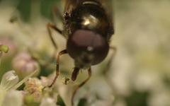 Cheilosia scutellata