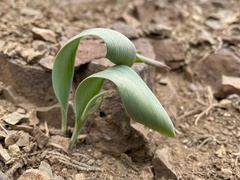 Calochortus persistens