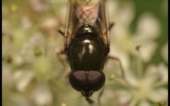 Cheilosia scutellata