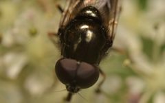 Cheilosia scutellata