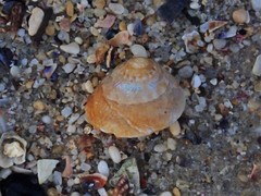 Bellastraea squamifera