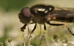 Cheilosia scutellata