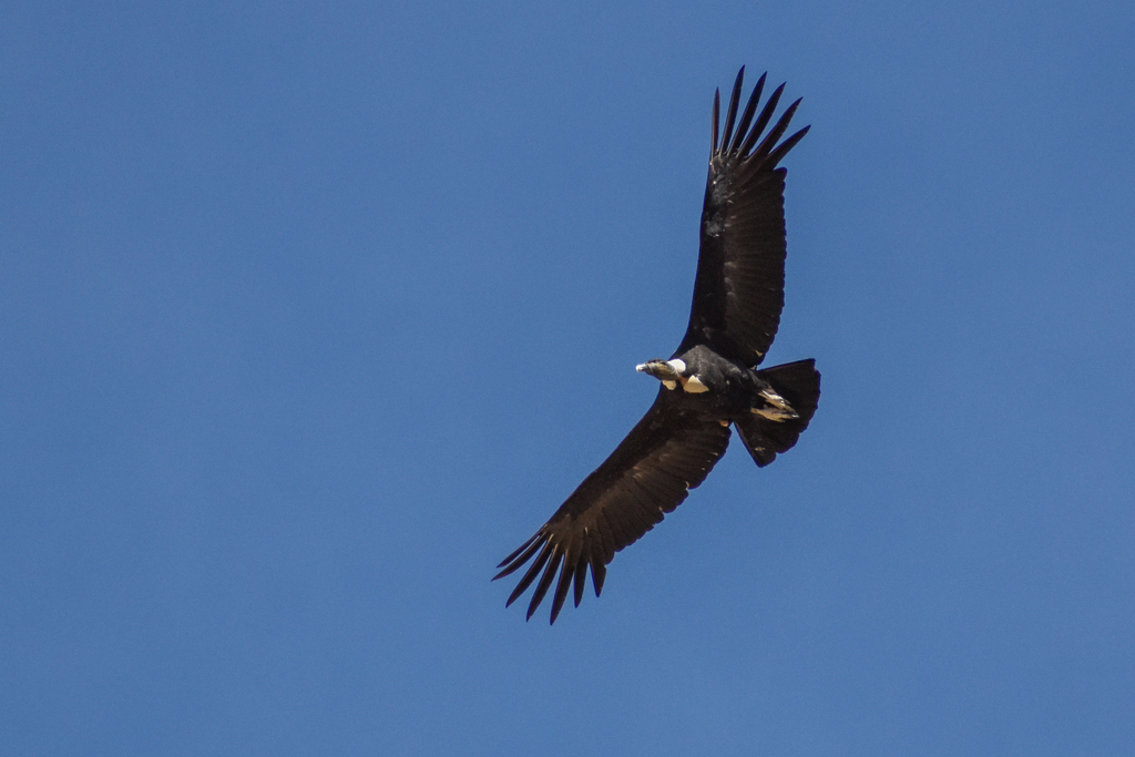 Andean Condor (Vultur gryphus)