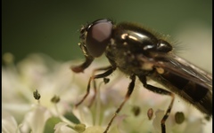 Cheilosia scutellata