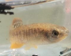 Fundulus confluentus