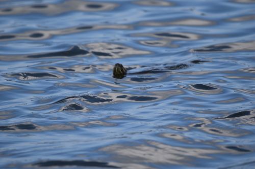 iNaturalist observation photo of Red-eared Slider