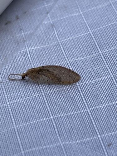 iNaturalist observation photo of Hemerobiinae