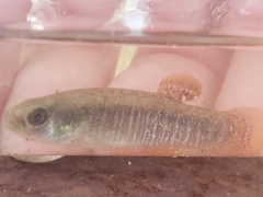 Fundulus confluentus