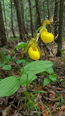 Cypripedium parviflorum pubescens