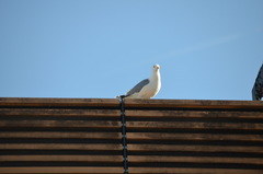 Larus argentatus