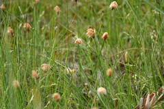 Eriophorum chamissonis