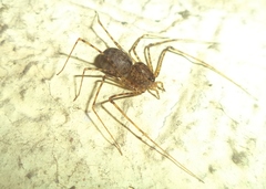 Scytodes longipes