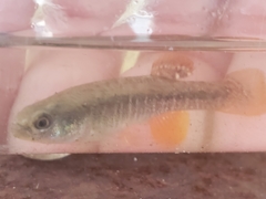 Fundulus confluentus