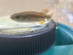 Fundulus confluentus