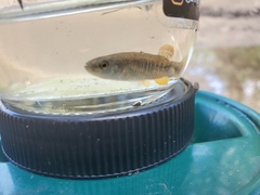Fundulus confluentus