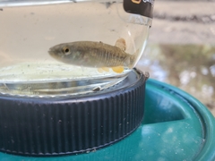 Fundulus confluentus