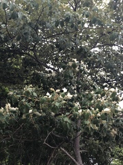 Handroanthus ochraceus