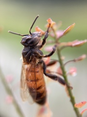 Apis mellifera