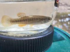 Fundulus confluentus