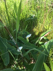 Peltandra sagittifolia