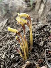 Aphyllon franciscanum