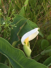 Peltandra sagittifolia