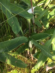 Peltandra sagittifolia