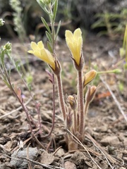 Aphyllon franciscanum