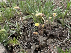 Aphyllon franciscanum