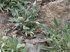 Aphyllon franciscanum