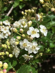 Physocarpus monogynus