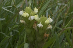 Castilleja rubicundula lithospermoides