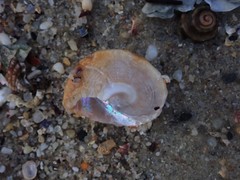 Bellastraea squamifera