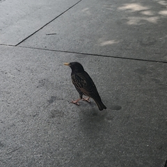 Sturnus vulgaris