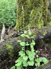 Tellima grandiflora