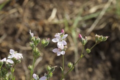 Hesperolinon congestum