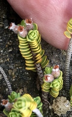 Pimelea microphylla