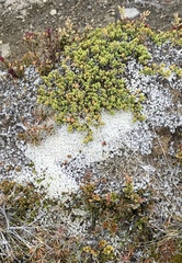 Pimelea microphylla